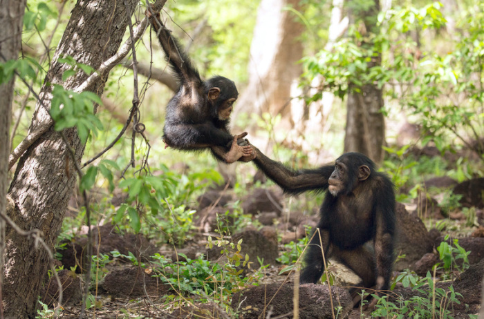 Schimpansenkinder spielen in dieser Szene des ersten Teils der fünfteiligen Naturdoku-Reihe, 