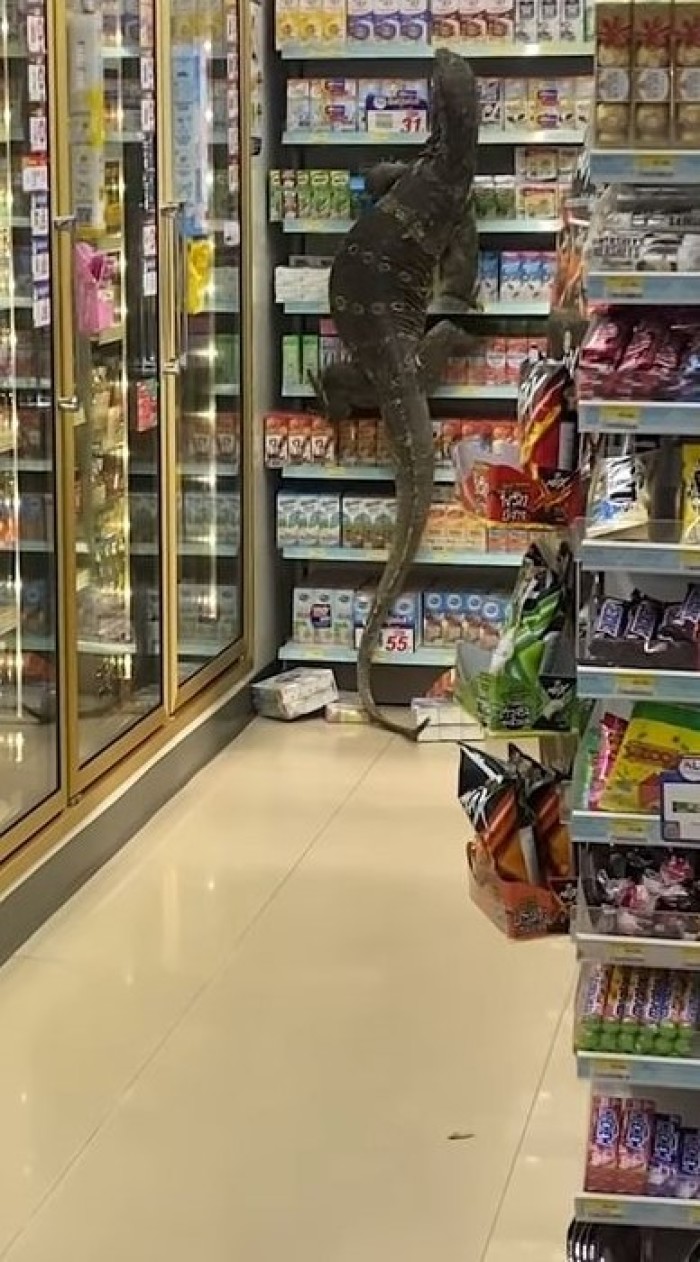 Eine Riesenechse im Supermarkt sieht man selbst in Thailand nicht alle Tage. Foto: Screenshot YouTube/Viral Press