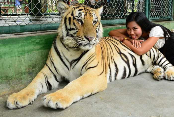 Tourist von Tiger attackiert