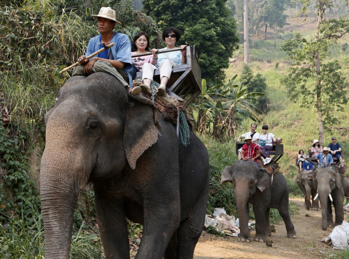 Elefanten für Touristennach Thailand geschmuggelt