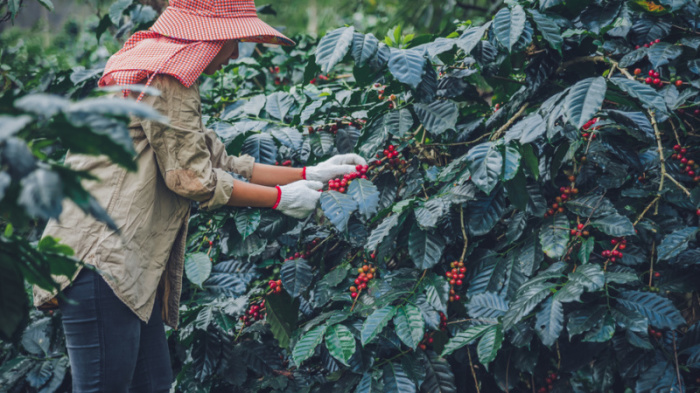 Im Norden, wo vor nicht allzu langer Zeit noch Opiumfelder blühten, wird heutzutage Kaffee angebaut. Mittlerweile zählt Thailand zu den 25 Top-Kaffeeproduzenten der Welt. Foto: last19 / Fotolia.com