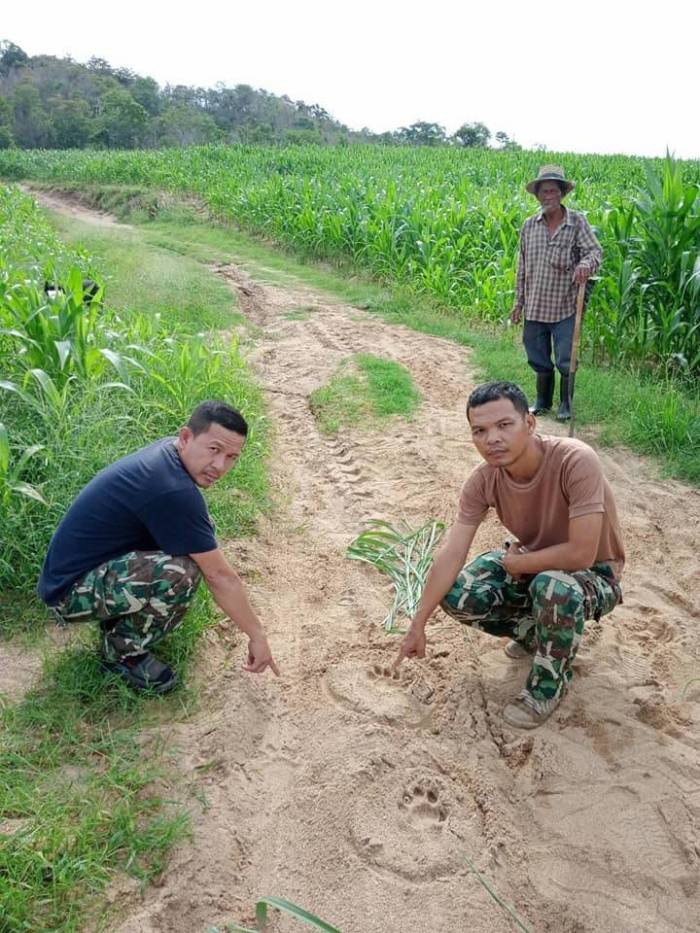 Ranger zeigen Reportern von Thai PBS Fußabdrücke eines Tiger in Uthai Thani. Bild: Thai PBS