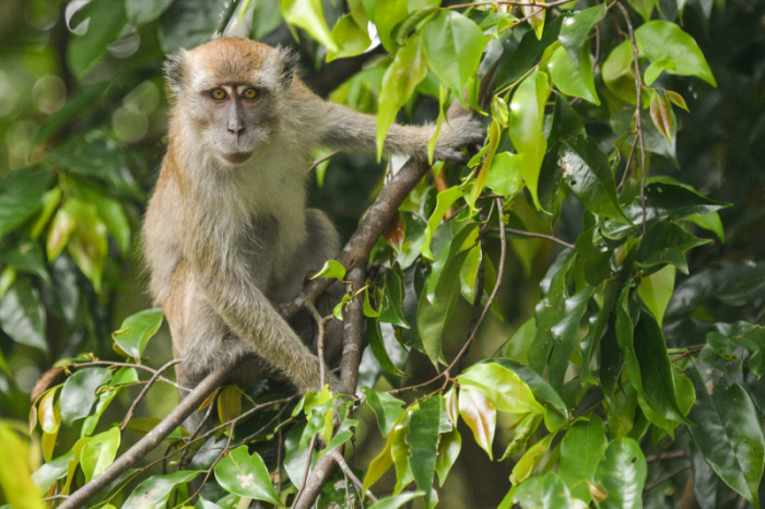 Der Mundraub von Früchten durch Makaken in den Plantagen hinterlässt weniger Schaden als eine Rattenplage. Foto: picture alliance / NurPhoto