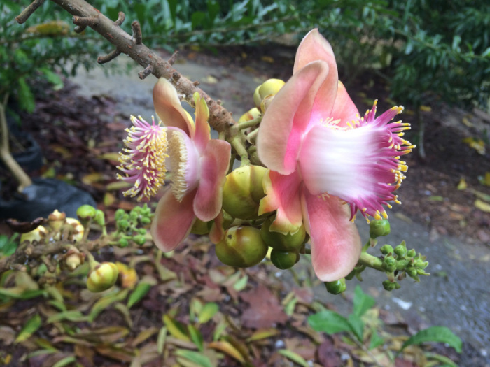 Sie sind nicht nur schön, sie riechen auch besonders gut: Die Blüten des Kanonenkugel-Baums aus Südamerika. Fotos: hf