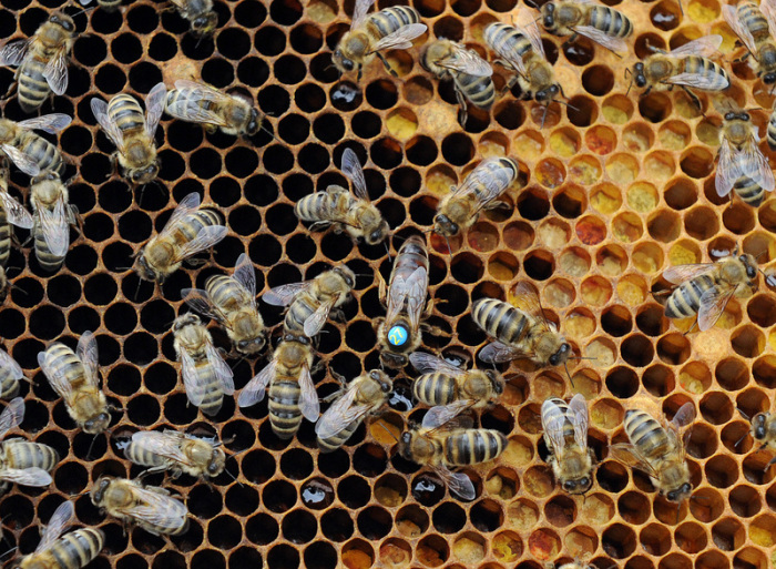 Im Garten des Institutes für Bienenkunde krabbeln Bienen über eine Brutwabe aus der bald Bienen schlüpfen. In der Mitte trägt die Königin des Volkes einen blauen Punkt auf dem Rücken. Foto: Caroline Seidel/Dpa