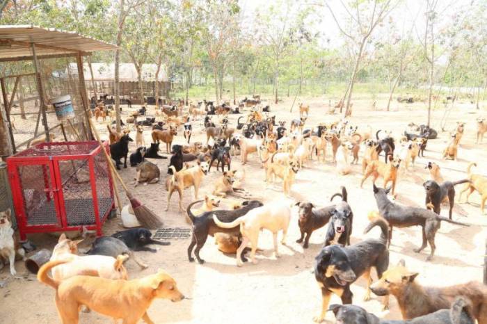1.000 Straßenhunde wurden vom städtischen Tierheim in eine privat geführte Einrichtung umverlegt. Foto: PR Pattaya