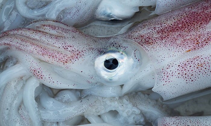 Mit Aspirin besprühte Tintenfische können für Menschen mit allergischen Reaktionen beim Verzehr tödlich sein. Foto: Sanook