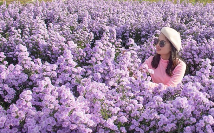 Geht es um Winterblumen, dann ist die I Love Flower Farm das beliebteste Ausflugsziel der Einheimischen. Foto: TAT