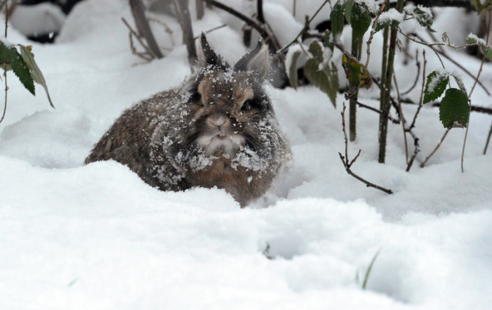 Ein Wildkaninchen auf Futtersuche im Schnee. Foto: epa/Stefan Puchner