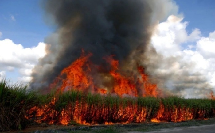 Die Bevölkerung soll für die Gefahr von Waldbränden und Brandrodung sensibilisiert werden. Foto: The Thaiger