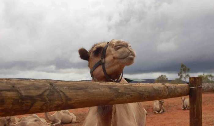 Das MERS-CoV wurde in Kamelen nachgewiesen. Ob die Wüstentiere die einzigen Wirtstiere sind, ist noch ungeklärt. Der Erreger kann aber auch von Mensch zu Mensch übertragen werden.