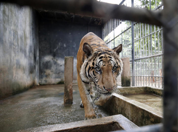 Einer der von den Behörden beschlagnahmten Tiger. Foto: epa/Rungroj Yongrit