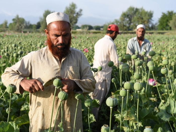 Farmer arbeiten am 19.04.2016 im Distrikt Nangarhar in Afghanistan auf einem Feld und ernten Opium. Foto: epa/Ghullamullah Habibi