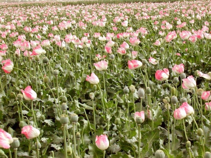 Heroin wird aus Rohopium gewonnen. Opium ist der eingetrocknete Milchsaft des Schlafmohns. Foto: epa/Humayon Shiab