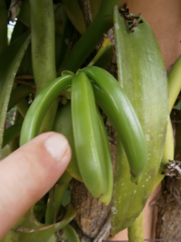 Frische Vanillestangen hatte ich noch nie im eigenen Garten, das interessante Bild habe ich in Mexiko geschossen. Fotos: hf