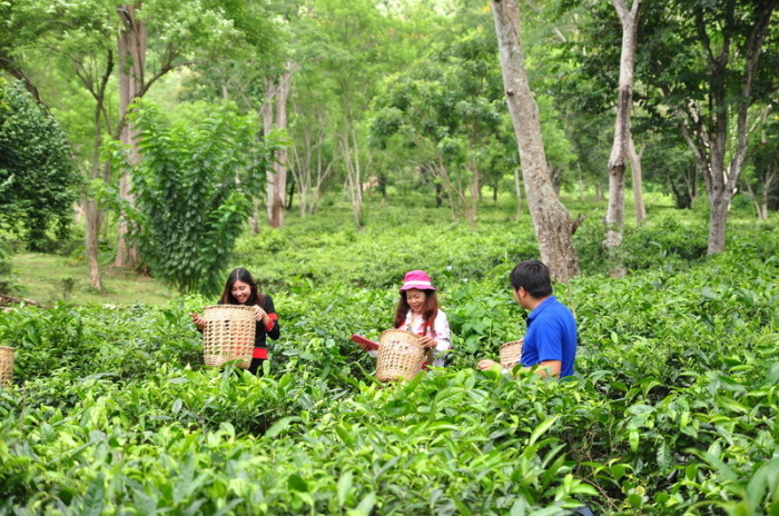 Jeder Gast kann seine Teeblätter in einem eigenen Bambuskorb sammeln. Foto: TAT