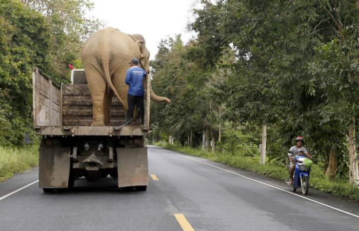 Unterwegs im Elefantentaxi