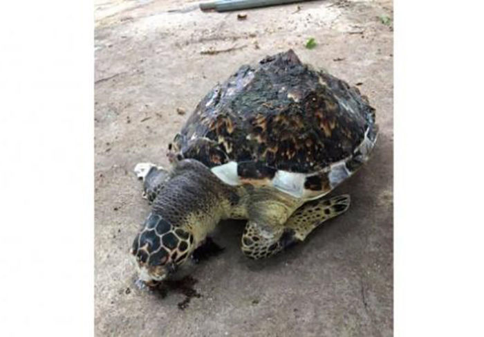Die am Strand in Jomtien gefundene Schildkröte fiel der starken Meeresverschmutzung zum Opfer. Foto: The Thaiger