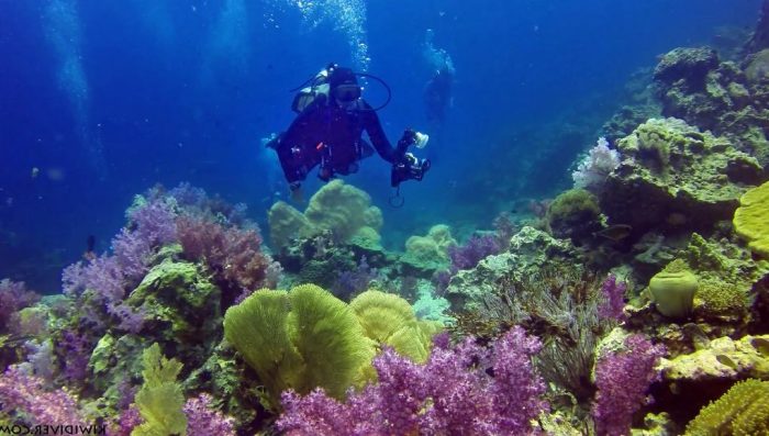 Der Anstieg der Wassertemperatur ist mit für die Korallenbleiche verantwortlich. Foto: The Thaiger