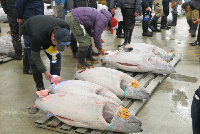 Fisch-Händler begutachten am 23.01.2017 auf dem Fischmarkt Tsukiji in Tokio (Japan) Thunfische während der Thunfisch-Versteigerung. Foto: Lars Nicolaysen/Dpa