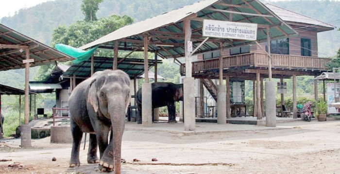 Die Gebäude des 2009 fertiggestellten Elefantenkrankenhauses „Mae Taeng Elephant Park & Clinic“. Der Service steht allen Elefantenparks der Region kostenlos zur Verfügung.