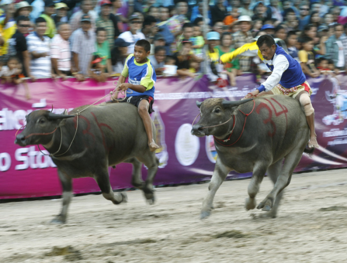 Buffalo Racing Festival in Chonburi