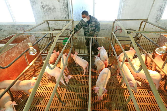 Chinesische Wissenschaftler haben eine neue Art der Schweinegrippe entdeckt, die eine Pandemie auslösen könnte. Foto: epa/Zhong Min