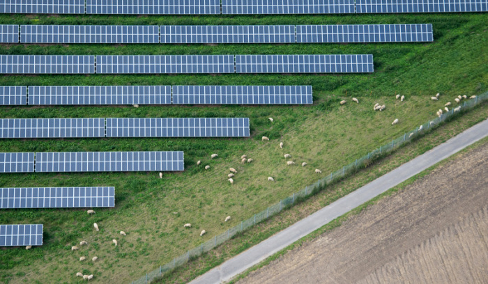 Schafe grasen neben einem großen Feld mit Solaranlagen. Foto: Julian Stratenschulte/Dpa