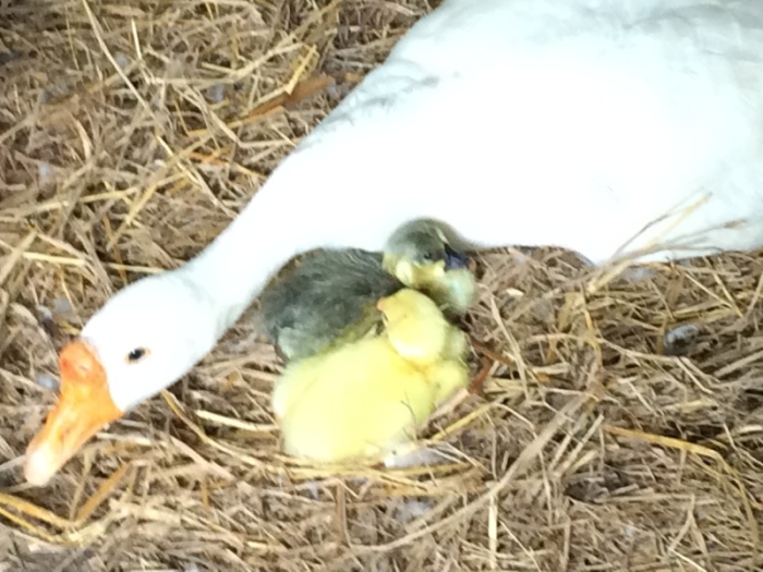 Gefährliche Zeiten: Zwei Gänschen sind bereits geschlüpft, die Mutter bebrütet drei weitere zerbrechliche Eier. Fotos: hf