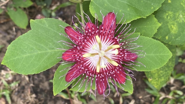 Die meisten der über 530 Arten der Passionsblume sind in der Neotropis beheimatet, aber etwa 20 Arten stammen aus der Paläotropis. Die Maracuja, die Frucht der Passionsblume, wird auch in Thailand kultiviert.