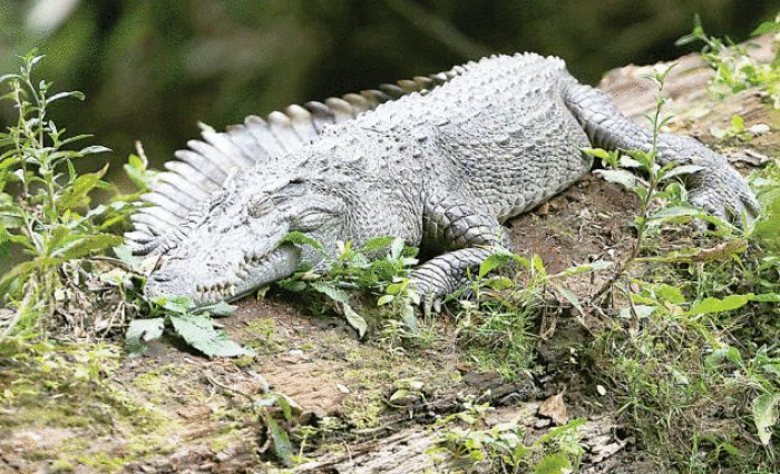 Ein Krokodil im Waldkomplex Dong-Phayayen-Khao Yai.