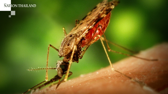 Das Dengue-Fieber ist eine gefährliche tropische Viruserkrankung, die durch Mücken übertragen wird. Foto: The Nation