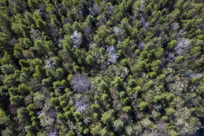 Ein Luftbild, aufgenommen von einer Drohne, zeigt Baumkronen in einem Wald bei Mistelbach. Foto: epa/Christian Bruna
