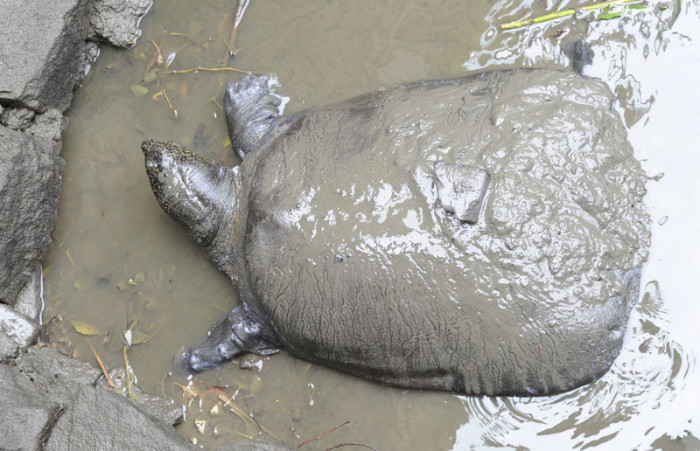 Bei einem Besamungsversuch starb die letzte Jangtse-Riesenweichschildkröte. Foto: epa/Featurechina