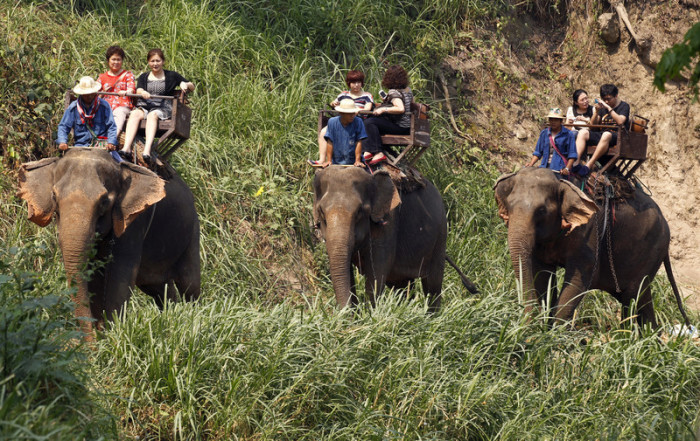 Chinesische Touristen auf einer Elefantentour in Chiang Mai. Foto: epa/Rungroj Yongrit