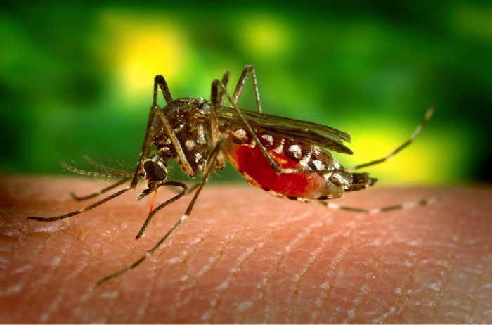 Gelbfiebermücke (Aedes aegypti), auch Ägyptische Tigermücke oder Denguemücke genannt. Foto: The Thaiger