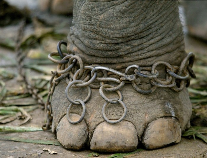 Tierschützer argumentieren seit langem, dass Elefanten in der Tourismusindustrie misshandelt werden. Foto: epa/Barbara Walton