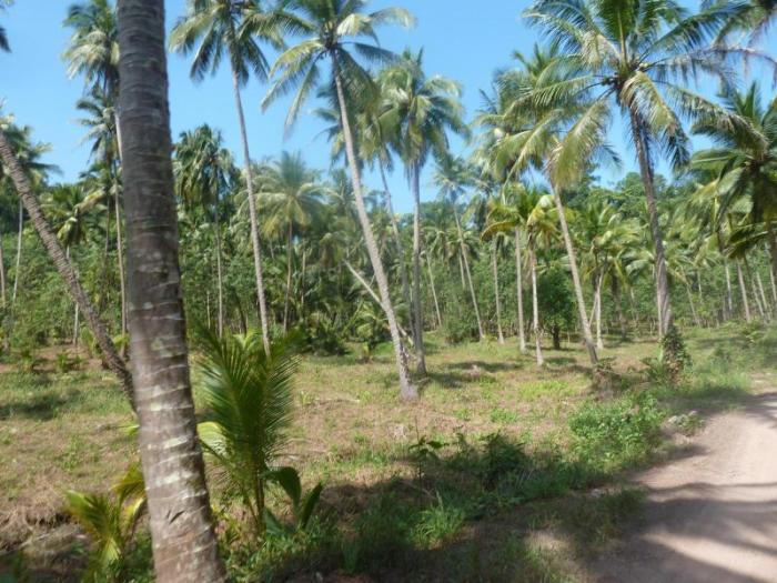 Erst 20.000 Rai illegal genutzte Forstflächen geräumt