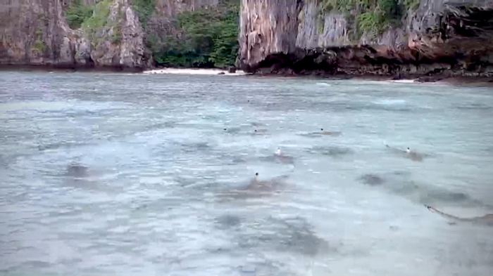 Die Rückkehr der Schwarzspitzen-Riffhaie vor der weltberühmten Maya Bay ist ein Zeichen dafür, dass die Schließung der Bucht für den Tourismus positiv auf den maritimen Lebensraum auswirkt. Foto: The Nation