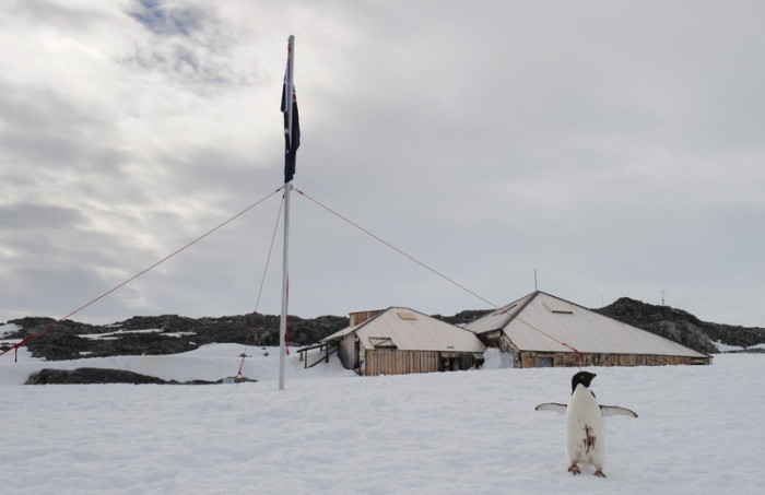 Ein Adelie-Pinguin steht vor der australischen Flagge. Foto: epa/Dean Lewins