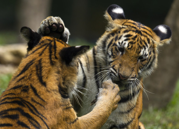 Ein 9 Monate alter Malaiischer Tiger (Panthera tigris jacksoni) spielt in einem Zoo in Kuala Lumpur. Foto: epa/Ahmad Yusni