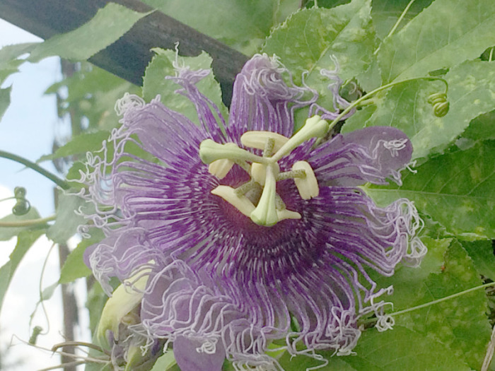 Die Passiflora incarnata hat wunderschöne, violette Blüten und sie floriert eigentlich völlig pausenlos. Fotos: hf