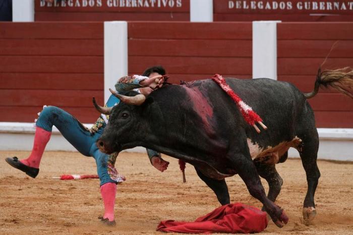 Der spanische Stierkämpfer Alvaro Lorenzo wird während eines Stierkampfes anlässlich der Stierkampfmesse Begona in der Stierkampfarena El Bibio in Gijon von einem Stier angegriffen. Foto: epa/Paco Paredes