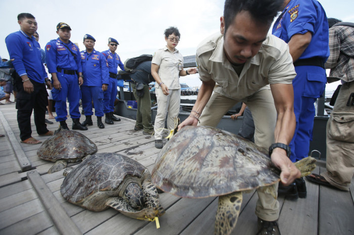 Die indonesische Meerespolizei entlädt in Denpassar Meeresschildkröten aus einem Boot, das sie von illegalen Wilderern beschlagnahmt hat. Foto: epa/Made Nagi
