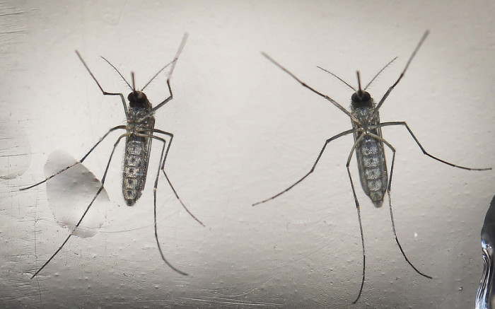 Das Zika-Virus wird hauptsächlich durch Mücken (Aedes) übertragen. Foto: epa/Oscar Rivera