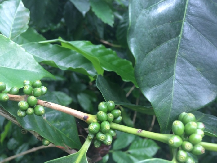 Diese Kaffeebohnen sind noch grün, erst in etwa sieben Monaten werden sie rot und somit reif zum Pflücken. Fotos: hf