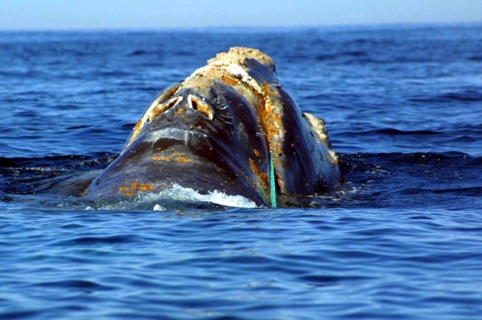 Toter Wal Mit 40 Kilogramm Plastik Im Bauch Gefunden Philippinen 