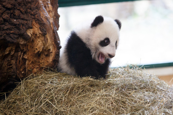 Panda Yang Yang. Foto: epa/Florian Wieser