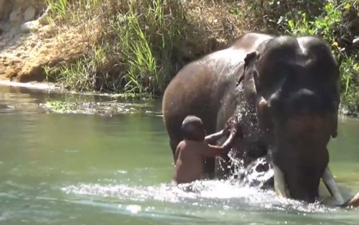 Arbeitslose Elefanten kehren nach Trang zurück. Screenfoto: Youtube/TV Online Trangchannel