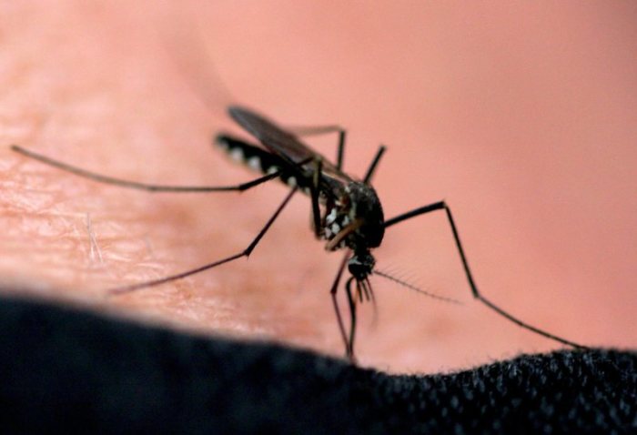 Dengue-Fieber auf der Insel besorgniserregend